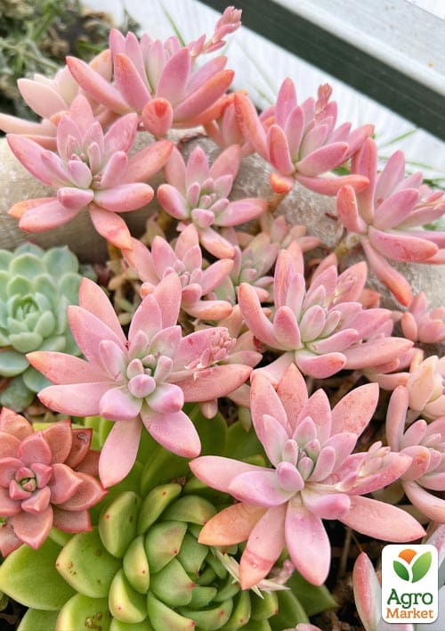 Граптоседум "Francesco Baldi" - фото 3