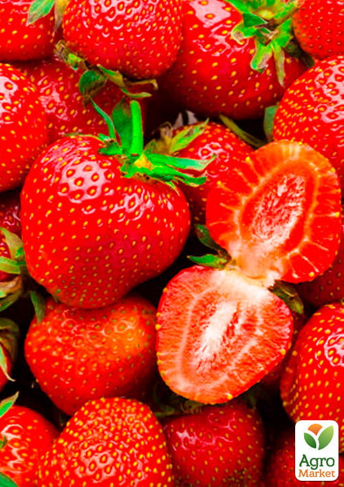 Полуниця "Маршал" (Marshal) (середній термін дозрівання, сорт стійкий до багатьох хвороб) - фото 6