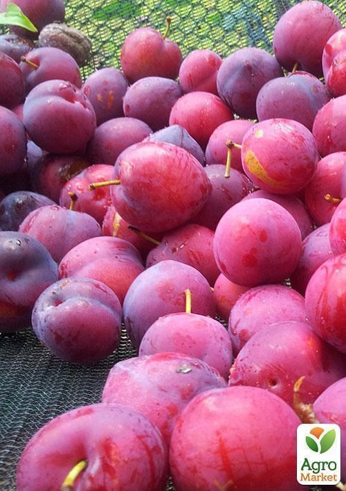 Слива "Юбилеум" (летний сорт, средний срок созревания)