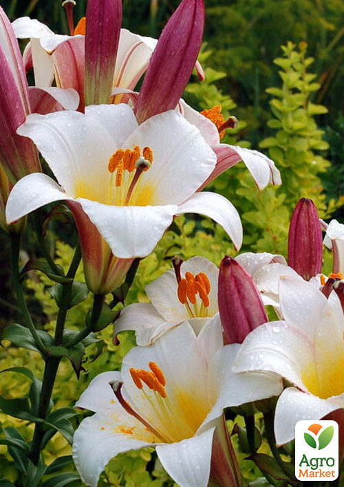 Лилия Трубчатая "White Planet" 