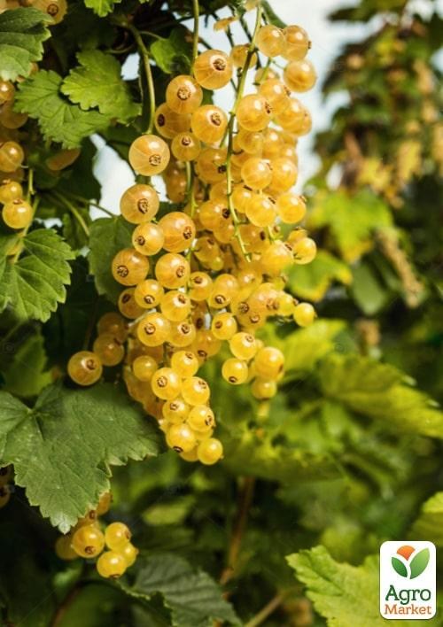 Ексклюзив! Смородина жовто-кремова "Пташка" (Bird) (преміальний великоплідний сорт)