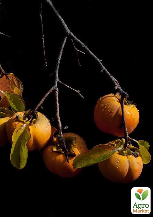 Хурма на віргінській морозостійкій підщепі  "Нікітська бордова" вищий сорт! - фото 9