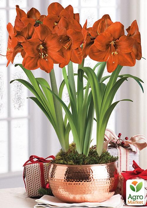 Амариллис в горшке "Счастливые моменты" - фото 2