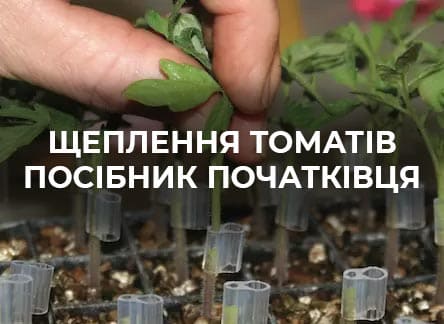 ​Пошаговая инструкция по прививке томатов для начинающих