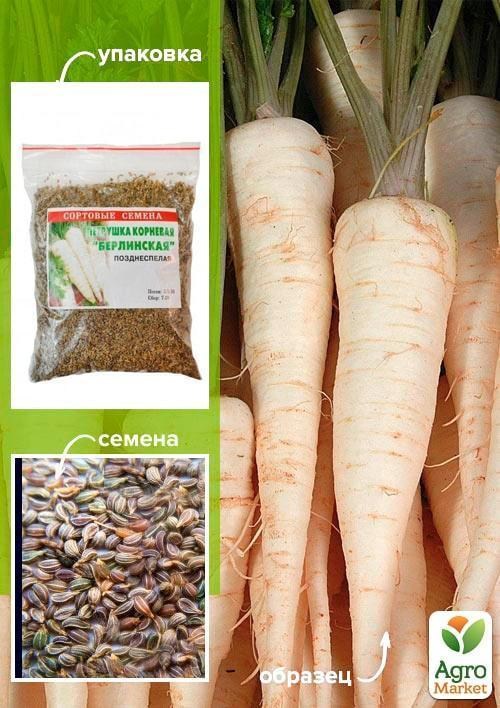 Петрушка коренева "Берлінська" ТМ "Весна" 100г