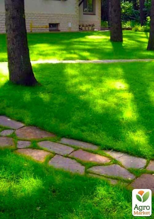 Мятлик луговой ""Balin" (Германия) цена за 100г