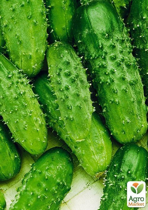 Огірок "Фаворит" (Зипер) ТМ "Весна" 1.5г - фото 3