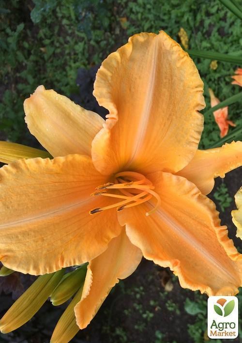 Лилейник "Breath of Rust" 1шт в упаковке - фото 2