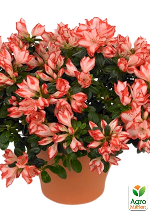 Рододендрон комнатный "Fluostern" Нидерланды
