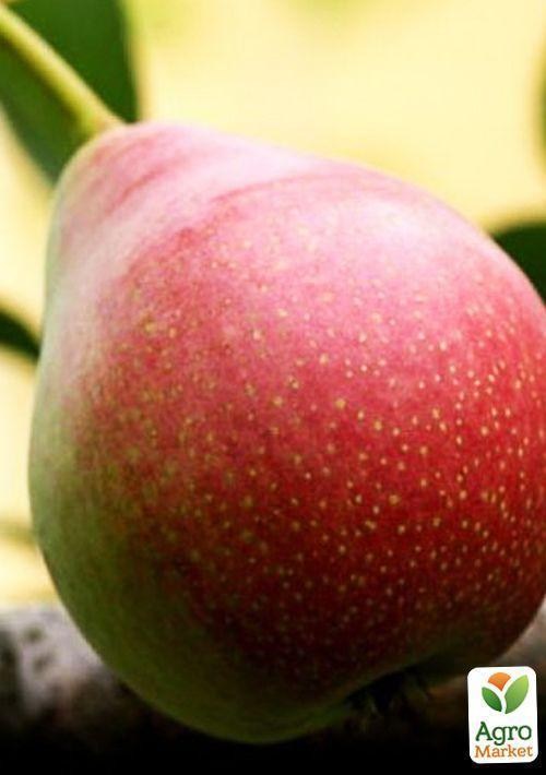 Груша "Лесная Красавица" - фото 4