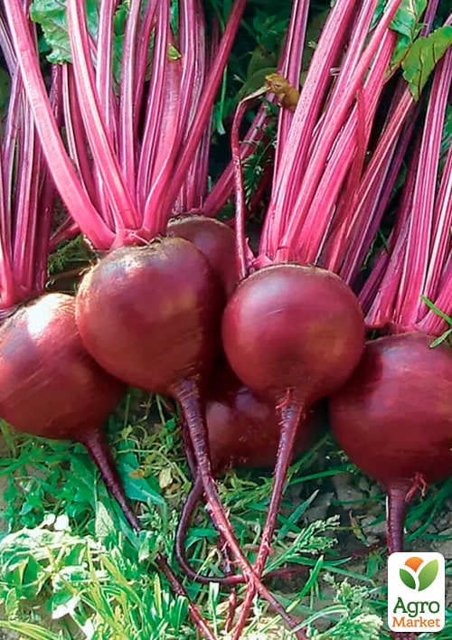 Свекла "Египетская плоская" (Зипер) ТМ "Весна" 6г - фото 2