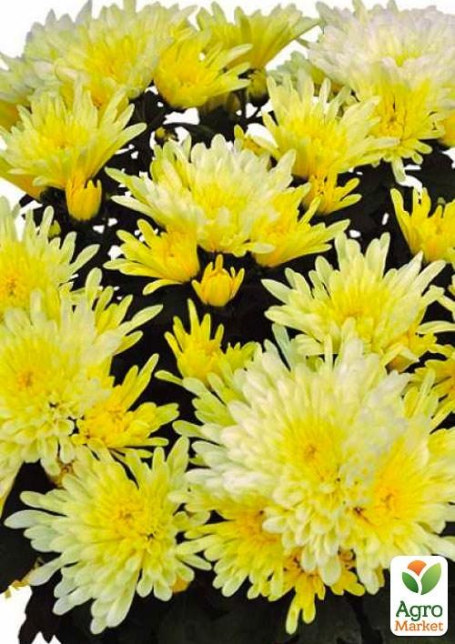 Хризантема  "Kodiak Yellow" (низкорослая среднецветковая) - фото 2