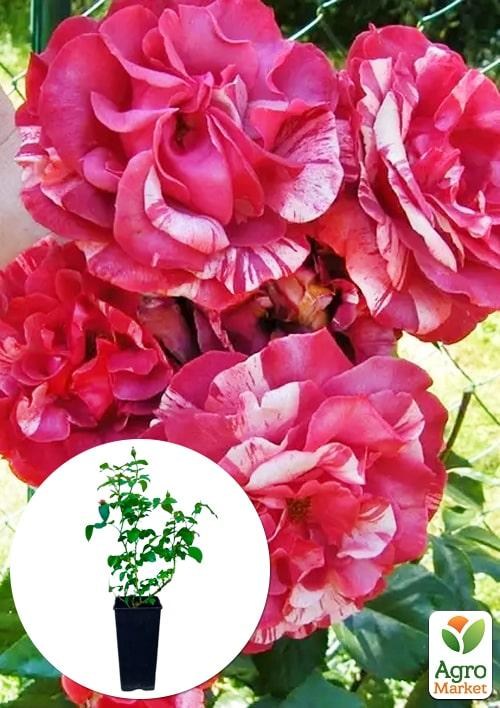 Роза в контейнере плетистая "Brownie" (саженец класса АА+)