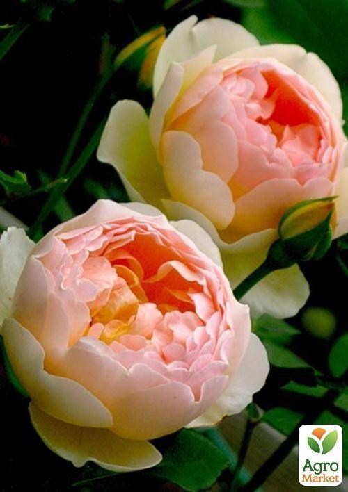 Роза английская "Jude The Obscure"