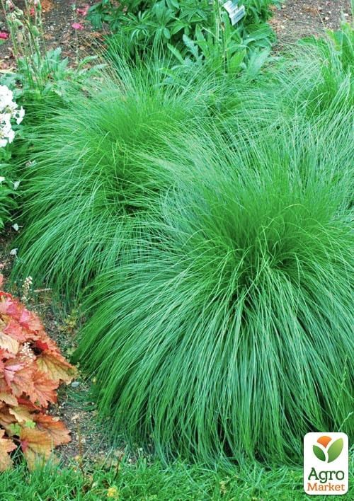 Споробол раскидистый (Sporobolus heterolepis) вазон С2