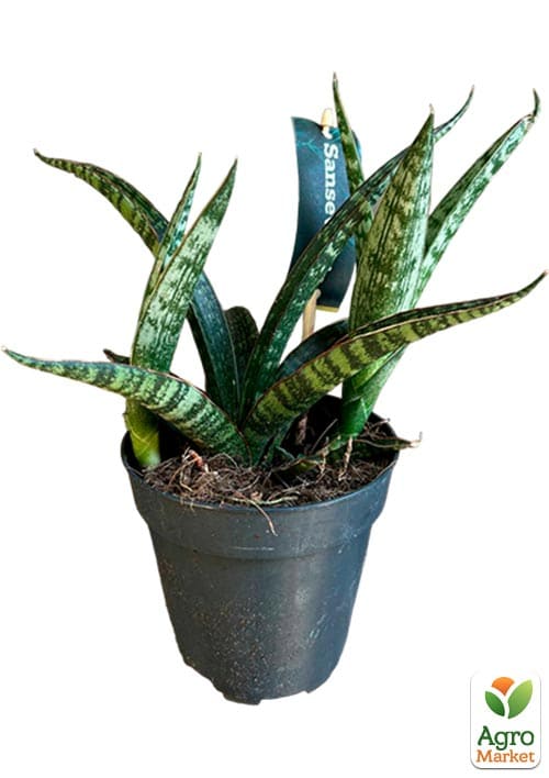 LMTD Сансевиерия "Comet Kichaka" высота растения 15-25см - фото 7