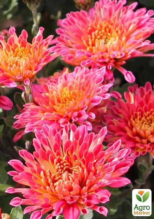 Хризантема корейская "Гранатовый браслет" (укорененный черенок высота 5-10 см) - фото 2