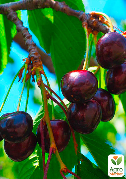 Черешня "Улюблениця Туровцева" (літній сорт, ранній термін дозрівання) - фото 4