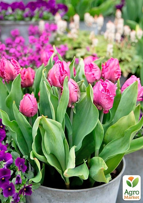 Тюльпан "Santander" (размер 11/12 , крупный) 3шт в упаковке - фото 2