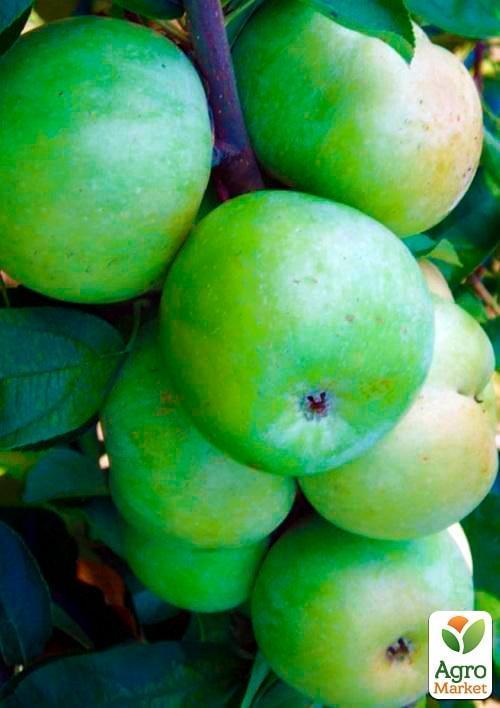 Яблоня "Ренет Симиренко" (Симиренко) (зимний сорт, поздний срок созревания) - фото 6