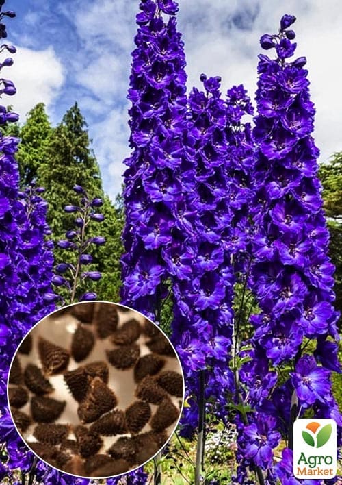 Дельфиниум "Черный рыцарь" (Зипер) ТМ "Весна" 0,1г