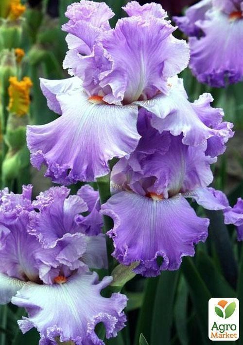 Ирис бородатый крупноцветковый "Silk Romanse"  1шт в упаковке