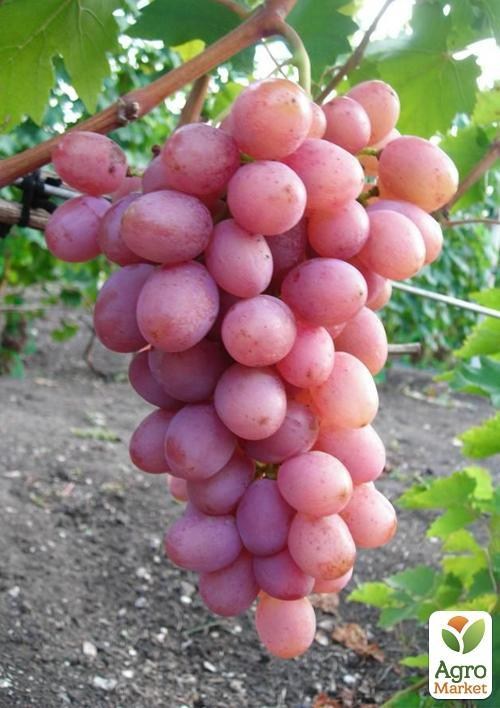 Виноград "Самба"