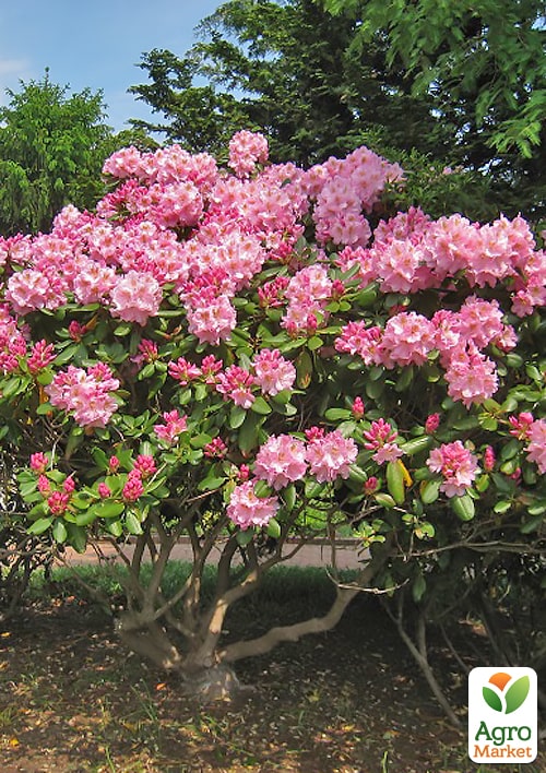 LMTD Рододендрон цветущий 5-и летний "Albert Schweitzer" (высота 70см) - фото 5