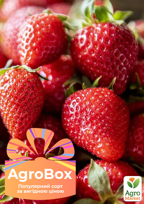 Эксклюзив! AGROBOX с рассадой клубники королевского вкуса