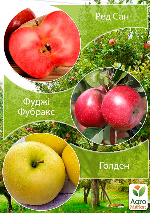 Дерево-сад Яблоня "Ред Сан+Фуджи Фубракс+Голден" 