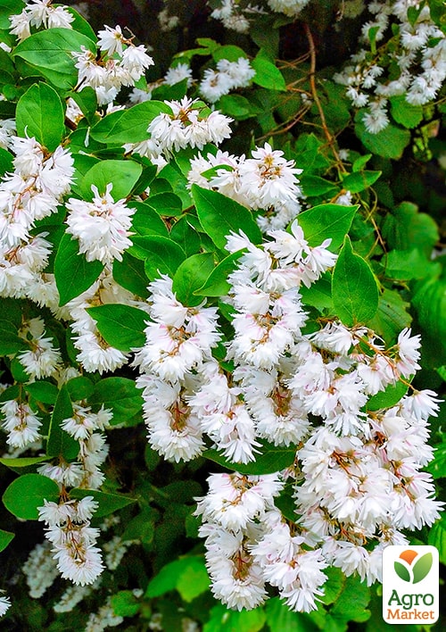 Дейция шершавая "Candidissima" 