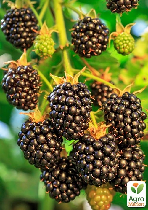 Ежевика "Торнлесс Эвергрин" (Rubus fruticosus "Thornless Evergreen") вазон П9