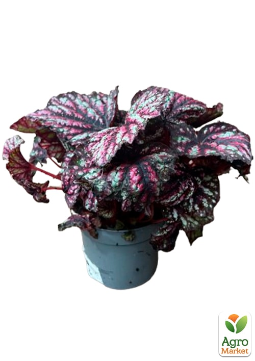 Бегонія королівська REX "Lambada" 20-30см - фото 6