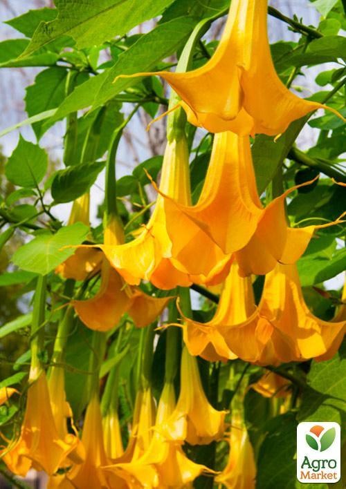 Бругмансія деревоподібна "Lemon"