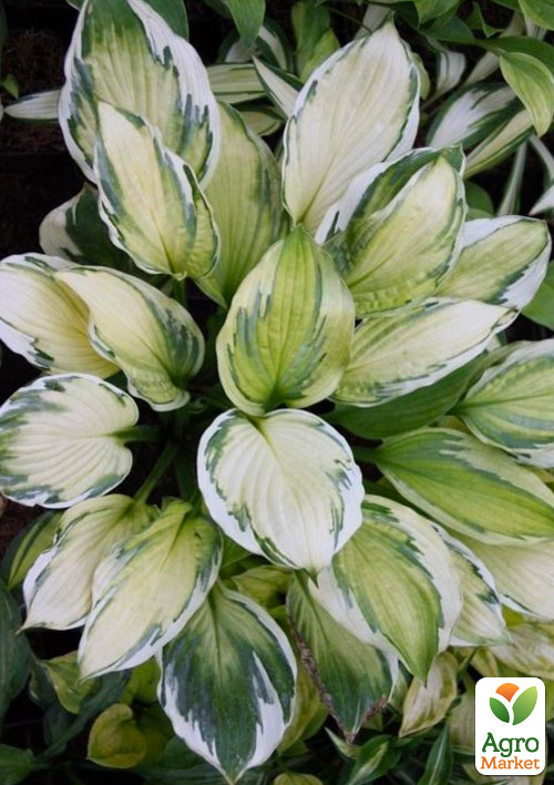 Хоста гібридна "Captain's Adventure" С1.5