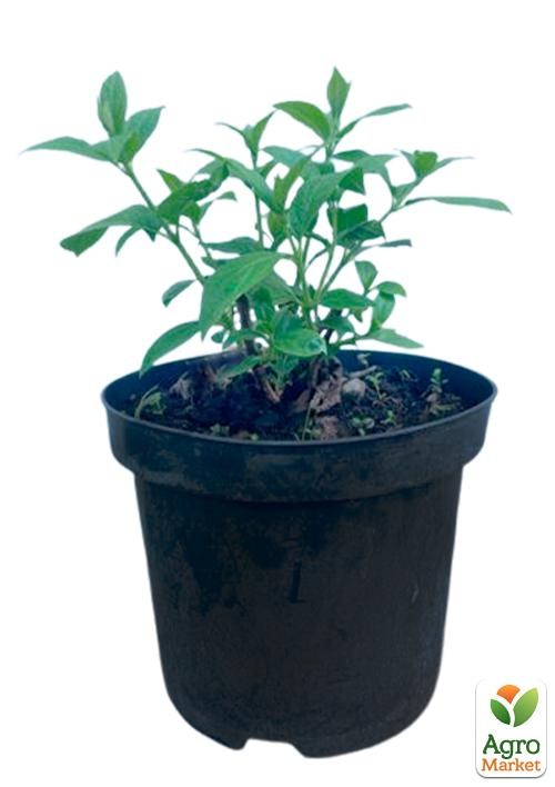 Гортензія 3-х річна волотиста "Hercules" - фото 3