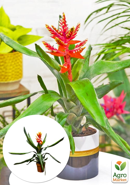 LMTD Ехмея пепіта "Elegant Flames" висота рослини 40-50см