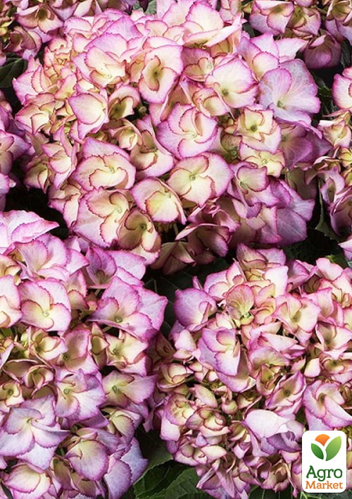 Гортензія крупнолиста "Adula Lila" - фото 5