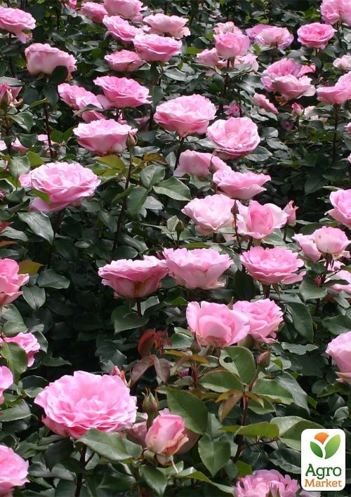 Роза в контейнере чайно-гибридная "Beverly" (саженец класса АА+) - фото 4