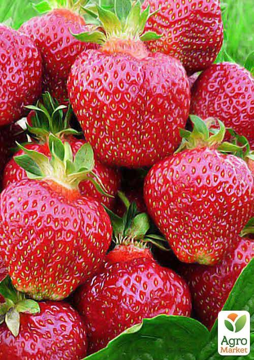 Полуниця "Хоней" (Honey) (ранній термін дозрівання, стійкий до хвороб і шкідників)