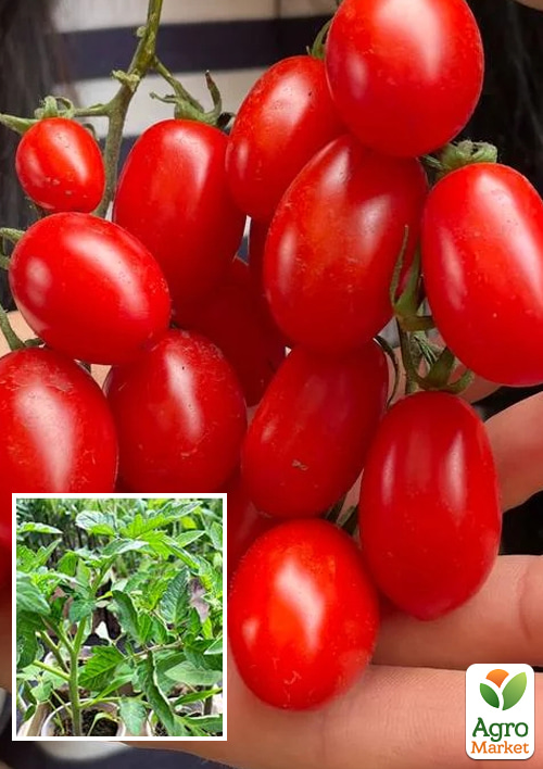 Рассада Томат Черри «Дольчесио F1» (фермерское взращивание), 1шт в упаковке