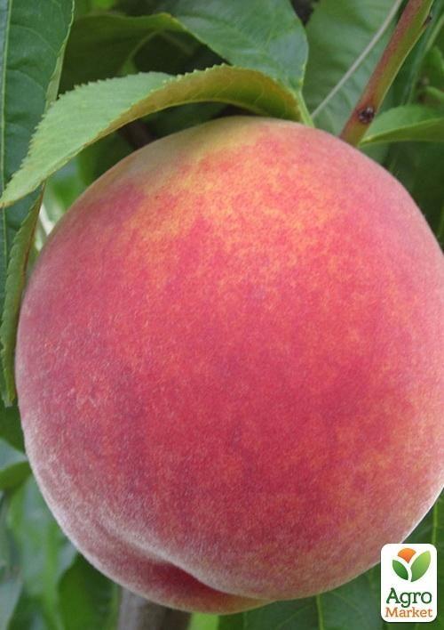 Персик "Пам'яті Гришко"