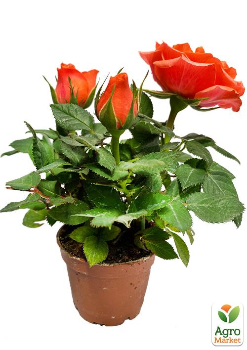 Роза Мініатюрна (кімнатна) "Sparkle Coral" (Нідерланди) - фото 5