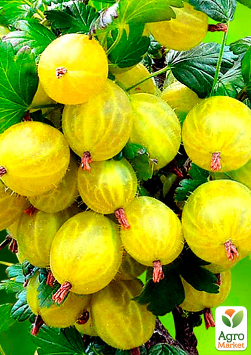 Крыжовник "Инвикта" (Invict) (средний срок созревания, высокоурожайный сорт) - фото 4