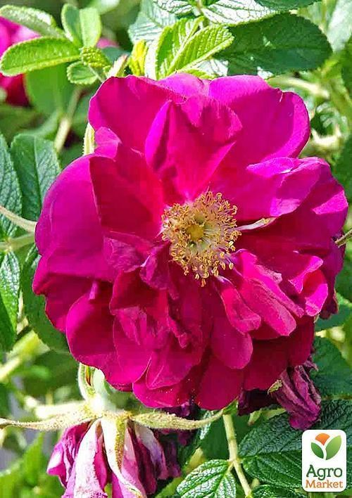 ArtGreenFest! Роза почвопокровная "Gaby Cover"