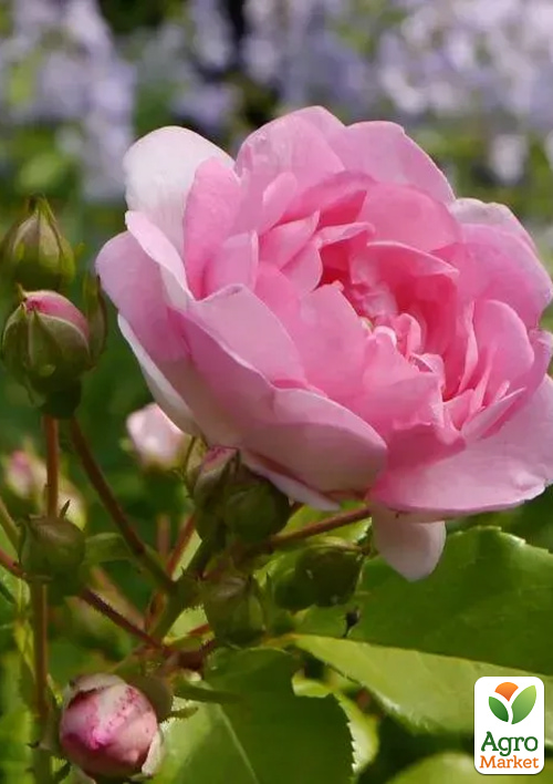 Роза плетистая "Jasmina" в контейнере, высший сорт - фото 6