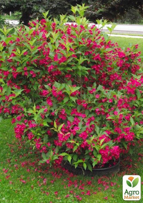 Вейгела "Бристоль руби" (Bristol Ruby) - фото 6