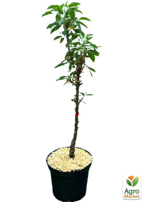 Яблоня колоновидная "Джин" укорененная в контейнере (саженец 2 года) - фото 3