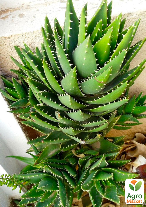 LMTD Алоэ "Perfoliata" высота растения 10см