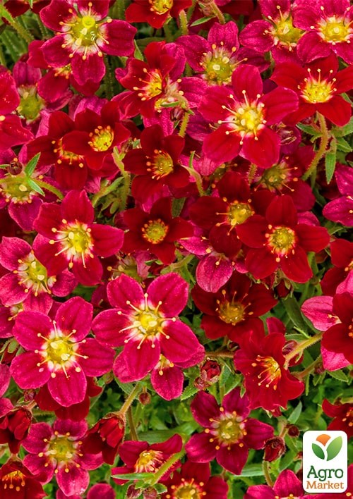 Камнеломка Арендса "Highlander Red" - фото 3